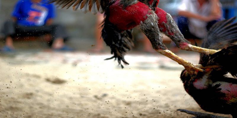 Sức mạnh của lối đá hồi mã thương